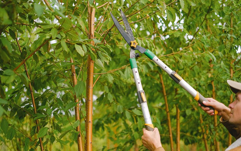 Tree trimming in Savanna, IL